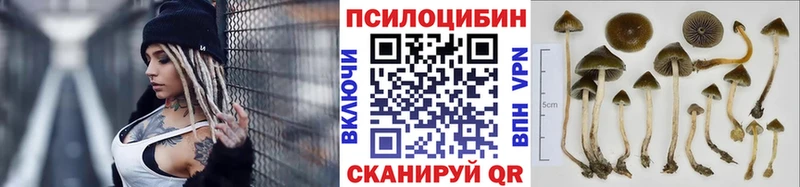 магазин    Пикалёво  Псилоцибиновые грибы Psilocybine cubensis 
